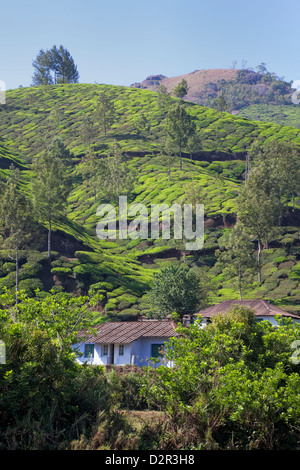 La plantation de thé dans les montagnes de Munnar, Kerala, Inde, Asie Banque D'Images