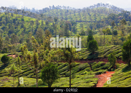La plantation de thé dans les montagnes de Munnar, Kerala, Inde, Asie Banque D'Images