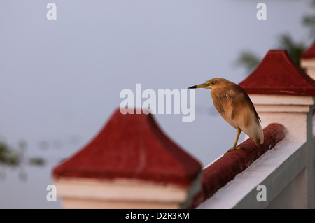 Indian Pond heron, Kerala, Inde, Asie Banque D'Images