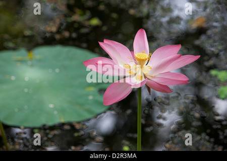 Fleur de lotus (nénuphar), Kerala, Inde, Asie Banque D'Images