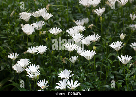 Daisy africains, Skär solvisare (Dimorphotheca jucunda) Banque D'Images