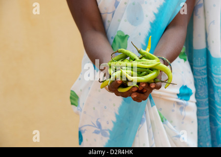 Village de l'Inde rurale woman holding fresh piments verts dans ses mains. L'Andhra Pradesh, Inde Banque D'Images