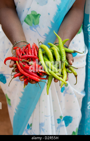 Village de l'Inde rurale woman holding fresh green et piments rouges dans ses mains. L'Andhra Pradesh, Inde Banque D'Images