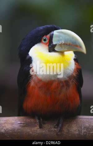 Toucan à ventre rouge du Parque das Aves (Parc des Oiseaux), Iguacu, Parana, Brésil, Amérique du Sud Banque D'Images