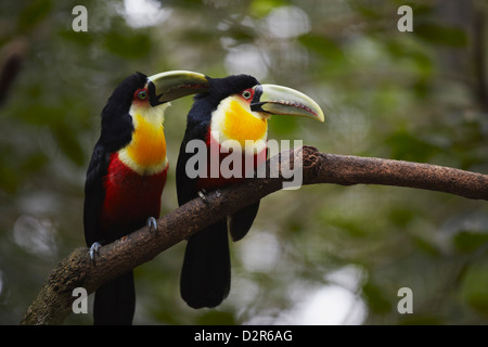 Toucan à ventre rouge du Parque das Aves (Parc des Oiseaux), Iguacu, Parana, Brésil, Amérique du Sud Banque D'Images