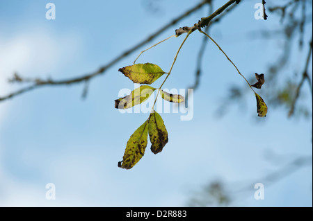 Fraxinus excelsior, le frêne. Les feuilles malades sur une branche d'arbre avec le dépérissement, champignon Chalara fraxinea, à Norfolk. Banque D'Images