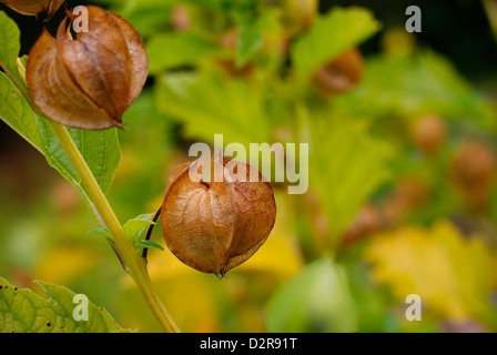 Nicandra physalodes - Fruit de la Pod Shoo Fly plante également connu sous le nom de la pomme-de-Pérou, baies toxiques à l'intérieur. (Amérique du Sud) Banque D'Images