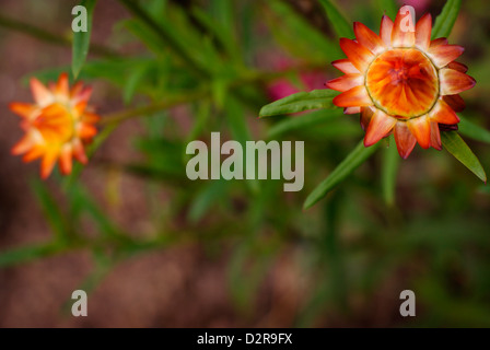 Golden immortelle / Strawflower - Xerochrysum bracteatum Helichrysum bracteatum Coco, syn, syn Bracteantha bracteata Banque D'Images