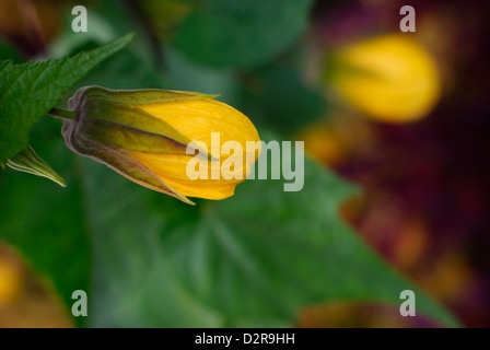 L'érable à fleurs - Abutilon (Amérique du Sud). Banque D'Images