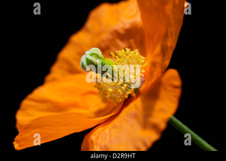 Papaver croceum, Papaver nudicaule, coquelicot, pavot d'Islande, orange, noir. Banque D'Images