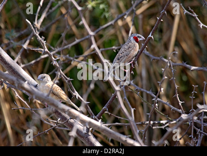 Cut-throat finch paire en Gambie Banque D'Images