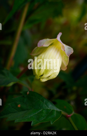 Cobaea scandens - fleurs / Batflower Bat (Tasse et soucoupe Vine). Une image nette et de l'accent sur les poils doux couvrant les nouveaux pétales. Banque D'Images