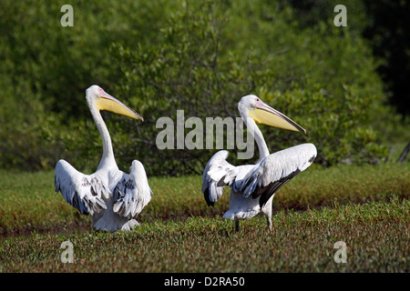 De grands pélicans blancs en marais de la Gambie Banque D'Images