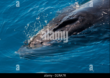 Baleine à bosse (Megaptera novaeangliae) dans la région de Harvey Bay, Queensland, Australie, Pacifique Banque D'Images