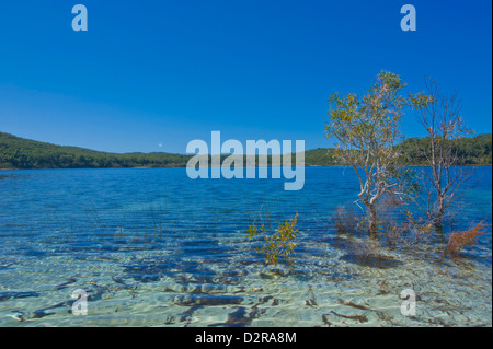 Le Lac McKenzie, Fraser Island, UNESCO World Heritage Site, Queensland, Australie, Pacifique Banque D'Images