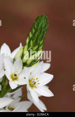 Tête de profil d'une grande longévité, Star-de-Bethléem, Blanc, Rouge. Banque D'Images