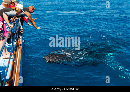 Baleine à bosse (Megaptera novaeangliae) regarder dans Harvey Bay, Queensland, Australie, Pacifique Banque D'Images