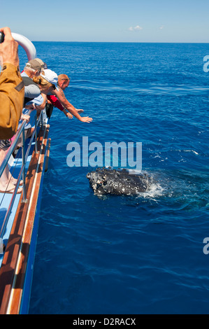 Baleine à bosse (Megaptera novaeangliae) regarder dans Harvey Bay, Queensland, Australie, Pacifique Banque D'Images