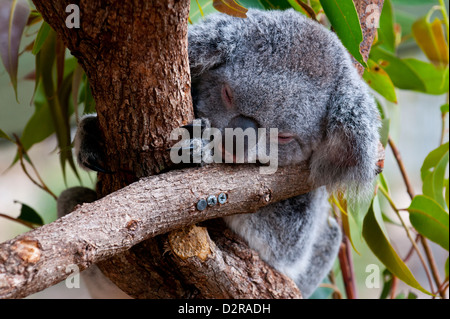 Koala (Phascolarctos cinereus) dans le sanctuaire de Townsville, Queensland, Australie, Pacifique Banque D'Images