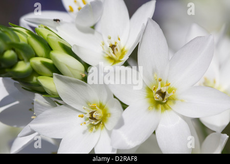 Tête de profil d'une grande longévité, Star-de-Bethléem, blanc. Banque D'Images