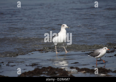 Mouette oiseaux immatures de varech sur la plage de Tanji en Gambie Banque D'Images