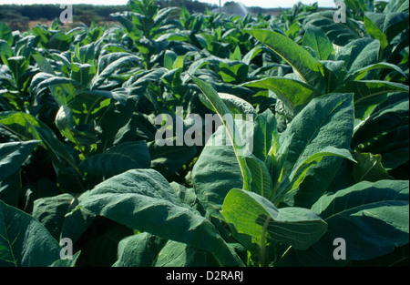 Nicotiana tabacum, Tabac, vert. Banque D'Images