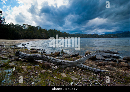 Le lac de Sainte Claire, Tasmanie, Australie, Pacifique Banque D'Images