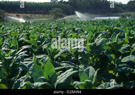 Nicotiana tabacum, Tabac, vert. Banque D'Images