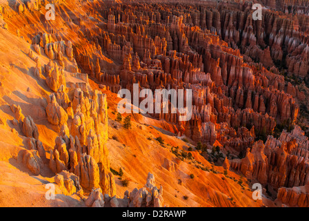 Vue sur le coucher du soleil à Bryce Canyon, Bryce Canyon National Park, Utah, États-Unis d'Amérique, Amérique du Nord Banque D'Images