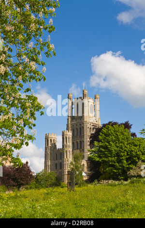 Cathédrale Ely Cambridgeshire Angleterre Banque D'Images