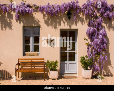 Cultivar de glycines, glycines, Violet. Banque D'Images