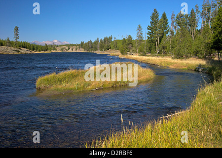 Madison River Valley près de Madison, le Parc National de Yellowstone, Wyoming, USA Banque D'Images