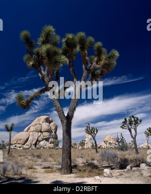 Yucca brevifolia, Joshua tree, vert. Banque D'Images