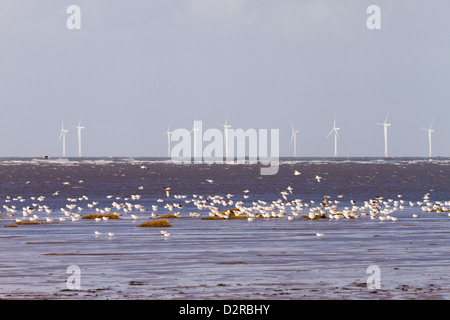 Éoliennes avec troupeau de goélands sur le sable à marée haute l'Angleterre Wirral Banque D'Images