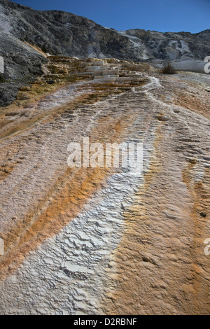 Terrasse monticule, Mammoth Hot Springs, Parc National de Yellowstone, Wyoming, USA Banque D'Images