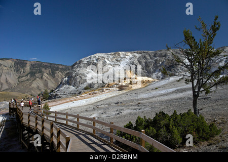 Terrasse monticule, Mammoth Hot Springs, Parc National de Yellowstone, Wyoming, USA Banque D'Images