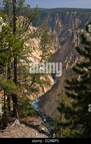 Grand Canyon de la Yellowstone River, de Grand View, le Parc National de Yellowstone, Wyoming, USA Banque D'Images