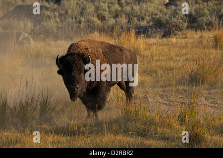 Bison à la vallée de Lamar, Yellowstone National Park, Wyoming, USA Banque D'Images