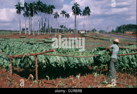 West Indies, Caraïbes, Cuba, Pinar del Rio, plantation de tabac, Nicotiana tabacum, Tabac, vert. Banque D'Images