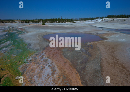 Lavabo en porcelaine, Geyser Pinwheel, Norris Geyser Basin, Parc National de Yellowstone, Wyoming, USA Banque D'Images