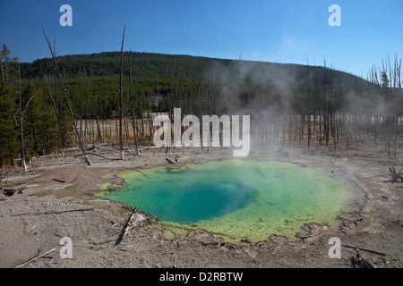 Cistern Spring, Norris Geyser Basin, Parc National de Yellowstone, Wyoming, USA Banque D'Images