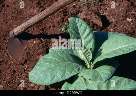 Nicotiana tabacum, Tabac, vert. Banque D'Images