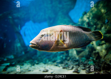 Cheilinus undulatus dans un aquarium Banque D'Images