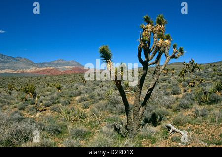 Yucca brevifolia, Joshua tree, vert. Banque D'Images