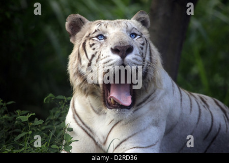 Le tigre blanc bâille. - Safari park. Bali. L'Indonésie Banque D'Images