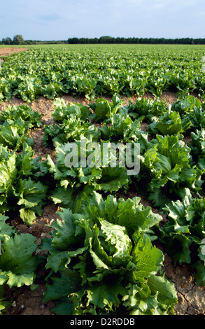 Lactuca sativa cultivar, la laitue, la variété n'est pas identifié, vert. Banque D'Images