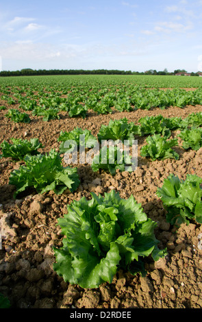 Lactuca sativa cultivar, la laitue, la variété n'est pas identifié, vert. Banque D'Images