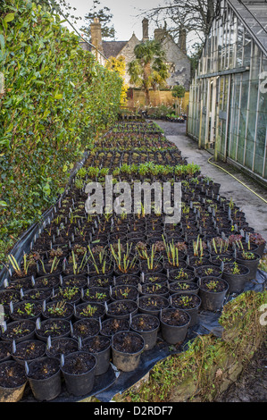 Plantes en pots hivernant à l'extérieur dans un petit jardin rural. Devon du Sud. ROYAUME-UNI Banque D'Images