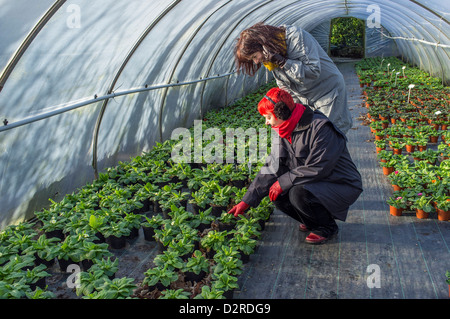 Deux femmes qui cherchent des plantes en pot dans un tunnel en polyéthylène de centre de jardin. Devon du Sud. ROYAUME-UNI Banque D'Images