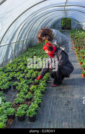 Deux femmes qui cherchent des plantes en pot dans un tunnel en polyéthylène de centre de jardin. Devon du Sud. ROYAUME-UNI Banque D'Images